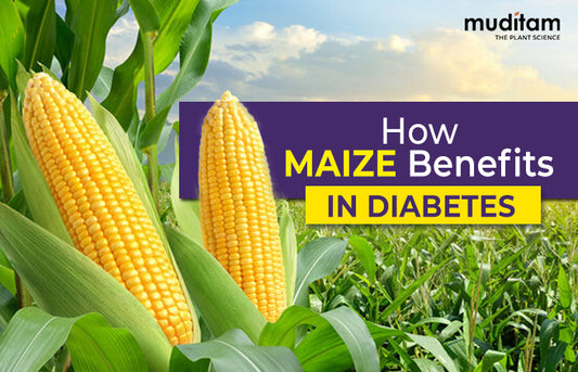 Maze Benefits in Diabetes