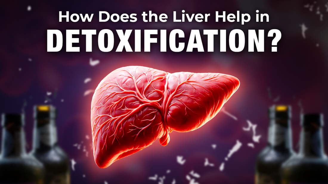 How Does the Liver Help in Detoxification